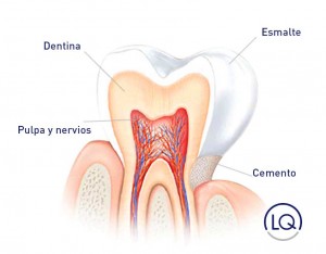 Cuando la dentina queda desprotegida, permite que el frío o el calor alcancen el nervio y provoquen dolor.